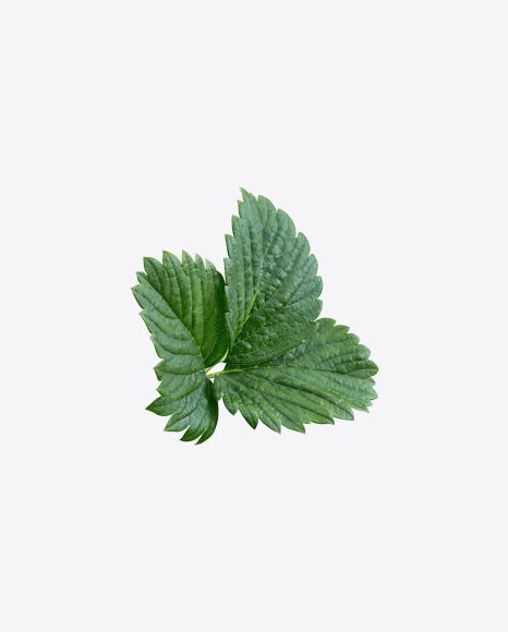 Strawberry Leaves Branch