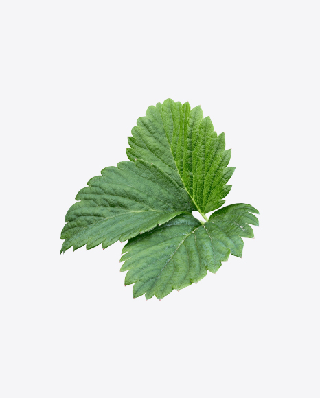 Strawberry Leaves Branch
