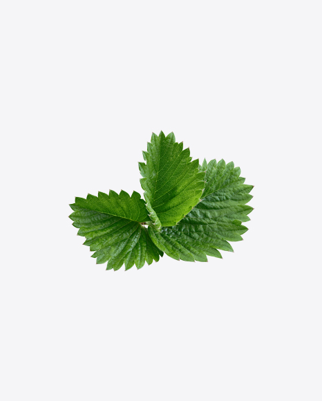 Strawberry Leaves Branch