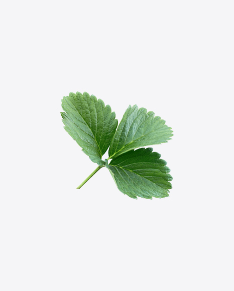 Strawberry Leaves Branch