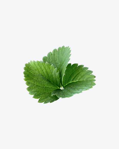 Strawberry Leaves Branch