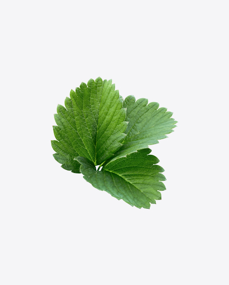 Strawberry Leaves Branch