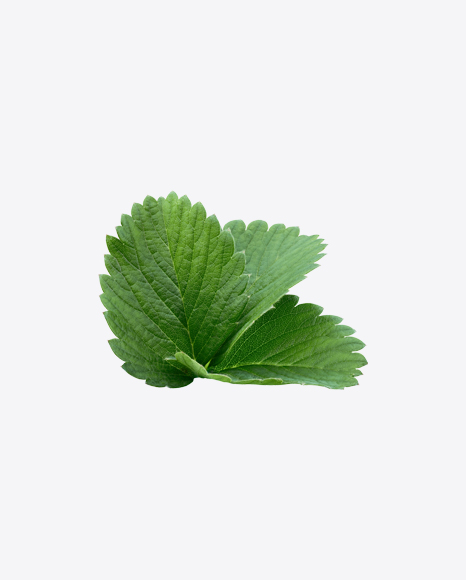 Strawberry Leaves Branch