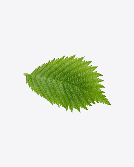 Hazelnut Tree Leaf