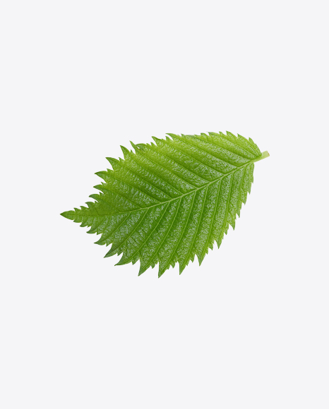Hazelnut Tree Leaf