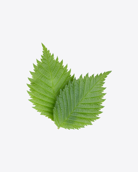 Hazelnut Tree Leaf