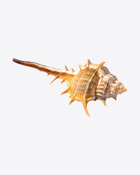 Thorn Conch Seashell