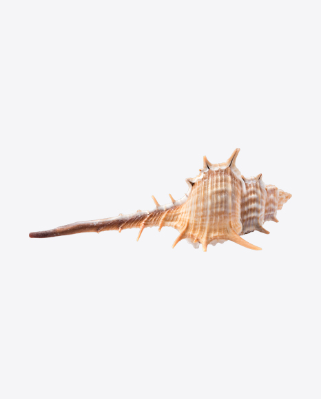 Thorn Conch Seashell