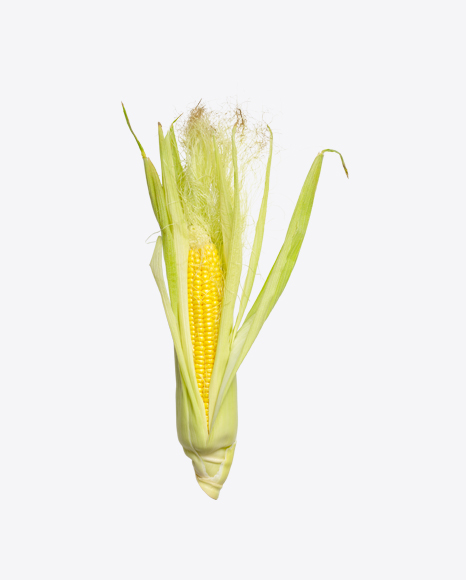 Ear of Corn PNG