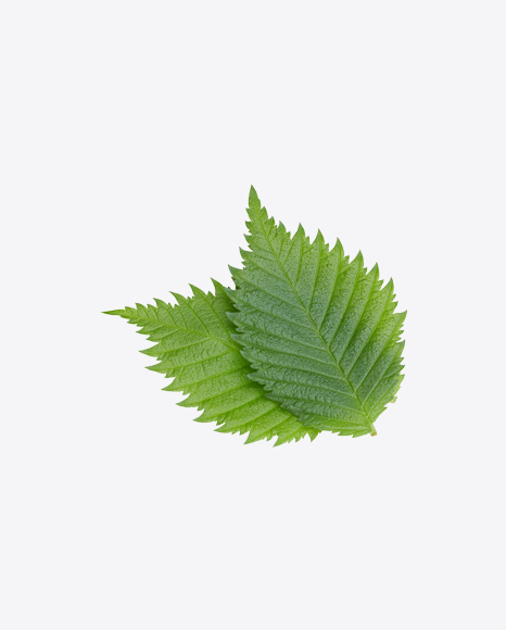 Hazelnut Tree Leaf