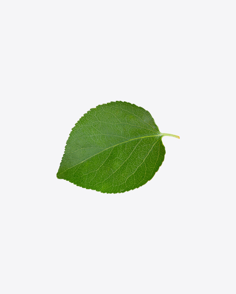 Apple Tree Leaf