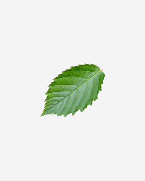 Raspberry Bush Leaf