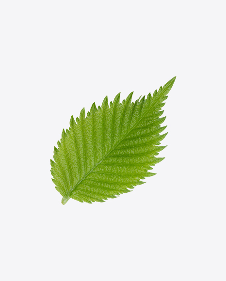 Hazelnut Tree Leaf