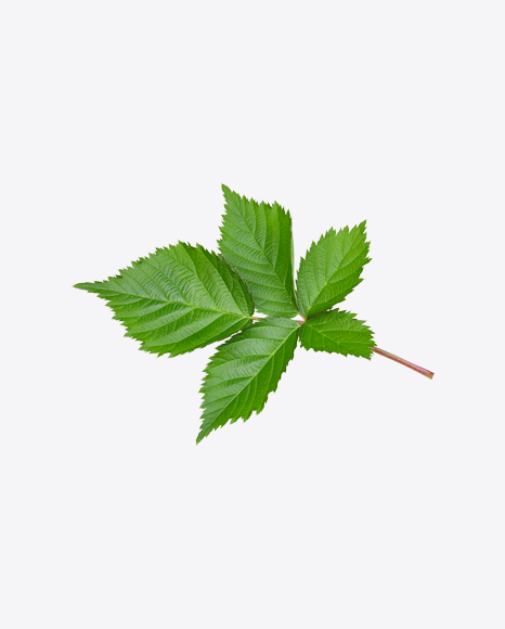 Raspberry Bush Branch