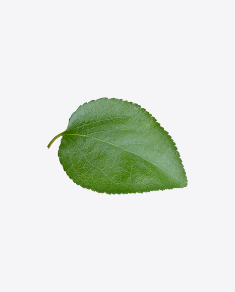 Apple Tree Leaf