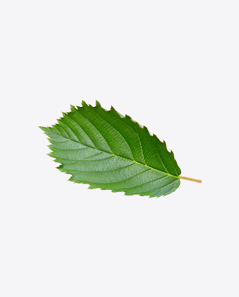 Raspberry Bush Leaf
