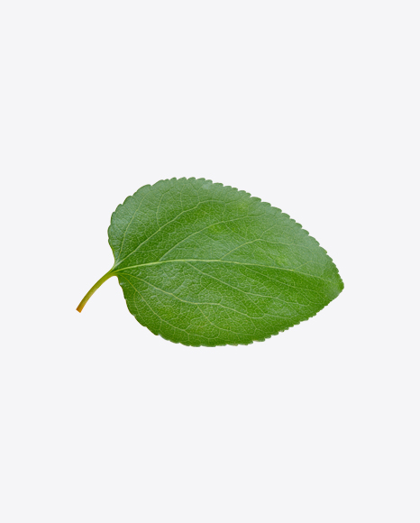 Apple Tree Leaf