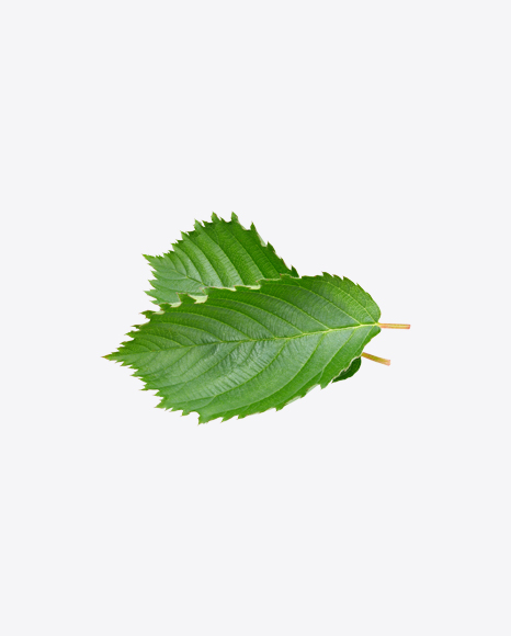 Raspberry Bush Leaves