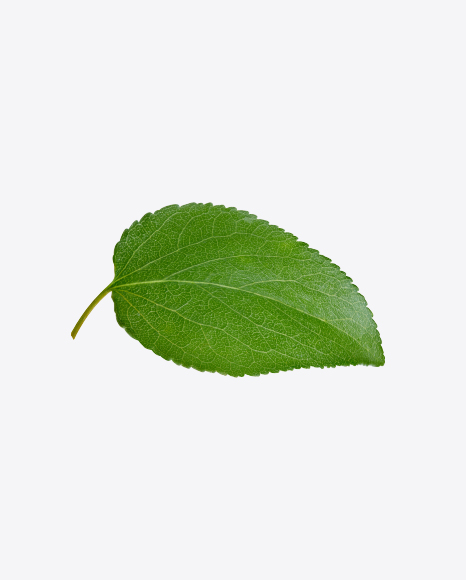Apple Tree Leaf