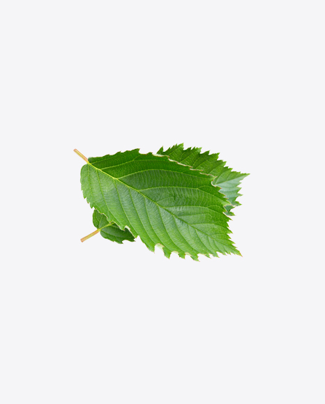 Raspberry Bush Leaves