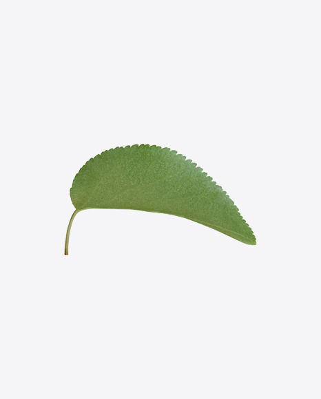 Apple Tree Leaf