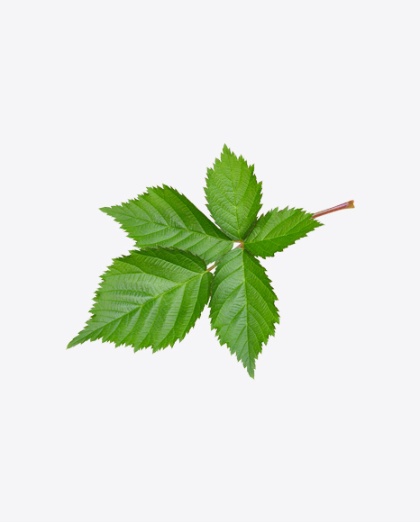 Raspberry Bush Branch
