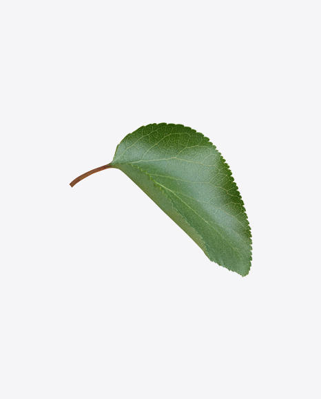 Apple Tree Leaf