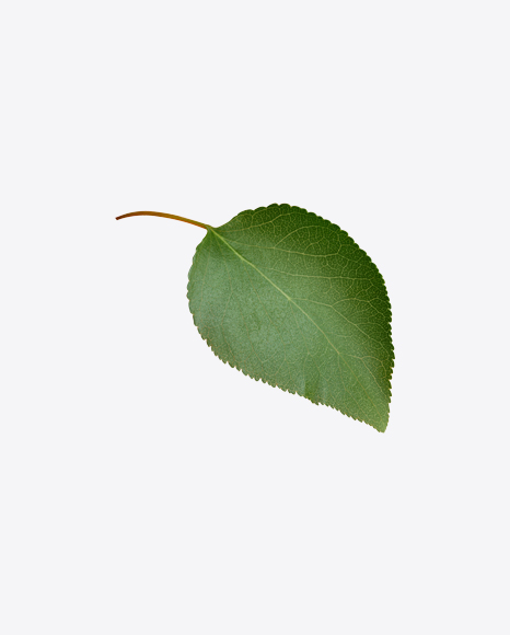 Apple Tree Leaf