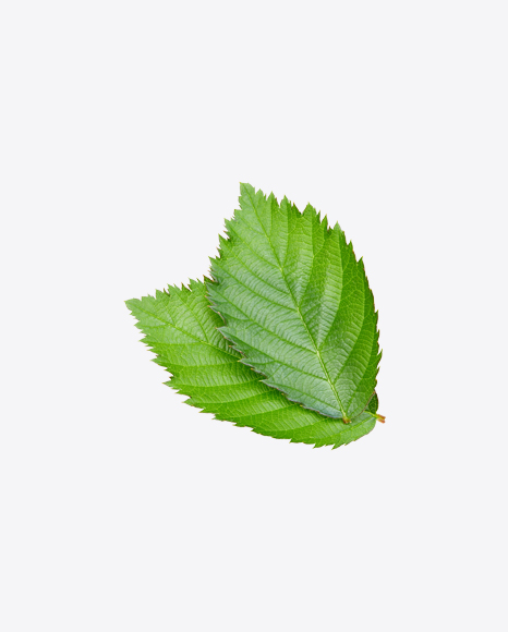 Raspberry Bush Leaf