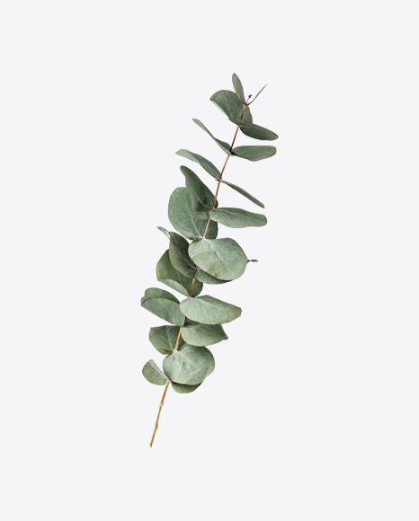 Eucalyptus Branch PNG