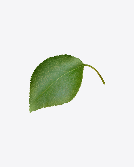 Apple Tree Leaves