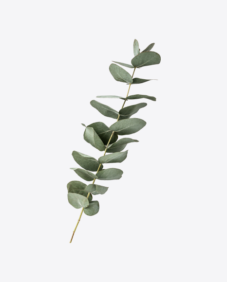 Eucalyptus Branch PNG