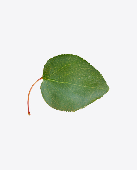 Apple Tree Leaf