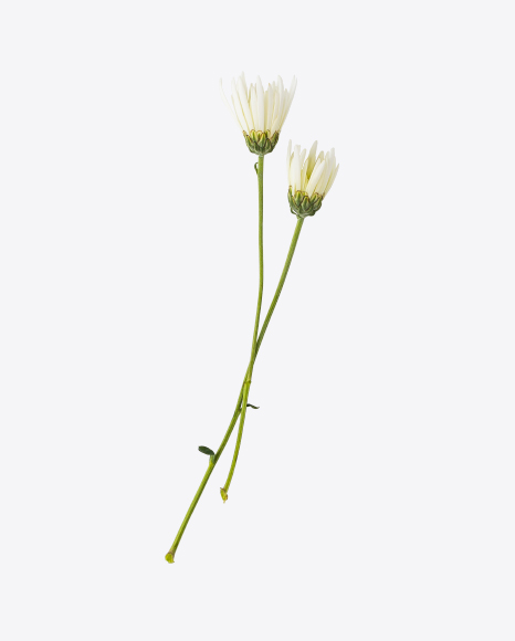Camomile Flowers PNG
