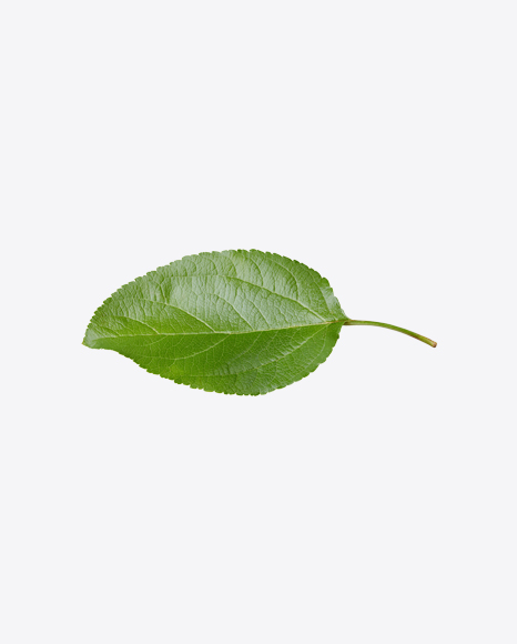Apple Tree Leaf