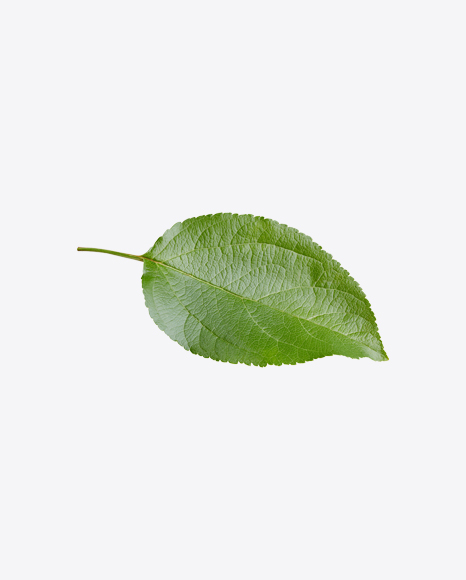 Apple Tree Leaf