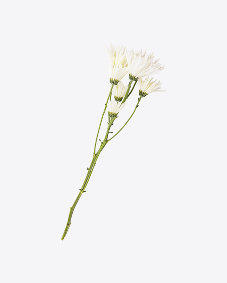 Branch of Camomile Flowers PNG