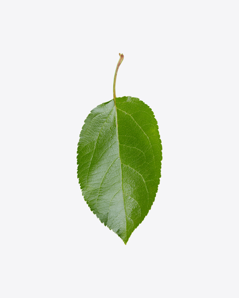 Apple Tree Leaves
