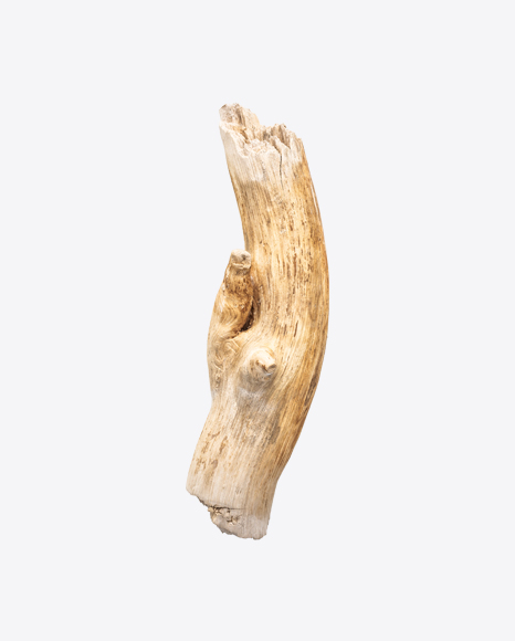Wooden Snag PNG