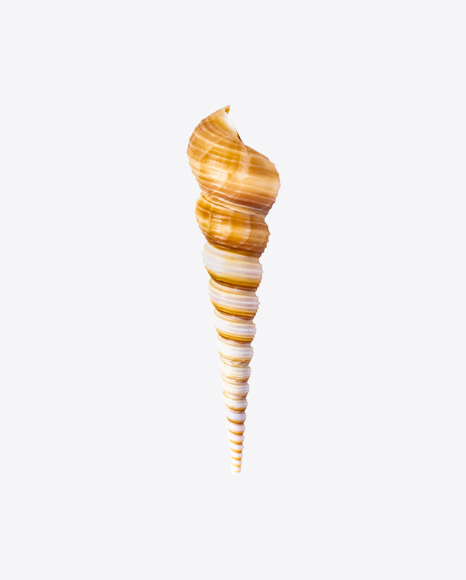 Sea Shell PNG