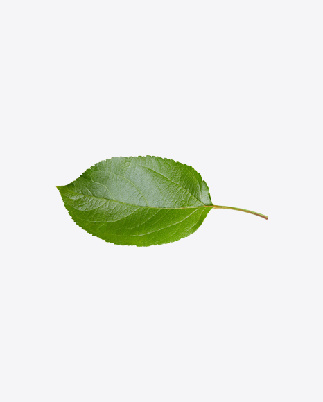 Apple Tree Leaf