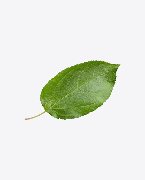 Apple Tree Leaf