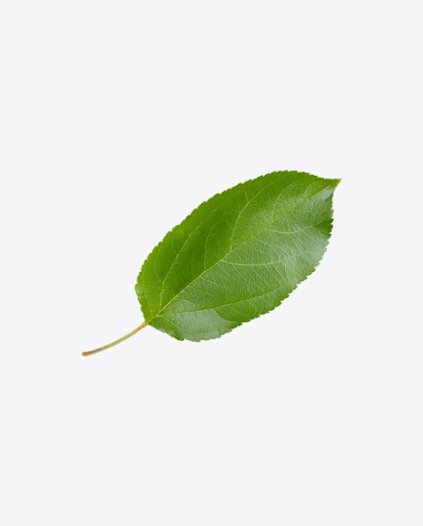 Apple Tree Leaf