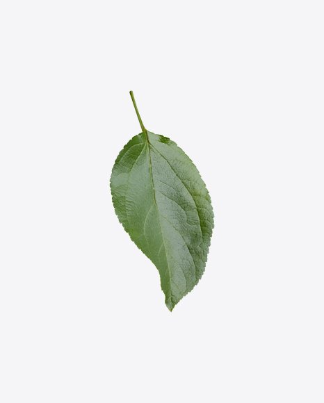 Apple Tree Leaf