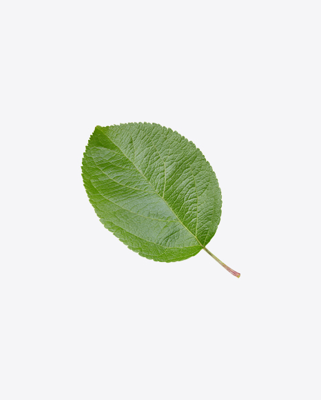 Apple Tree Leaves