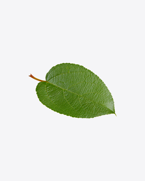 Apple Tree Leaf