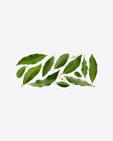 Bay Leaves Set PNG