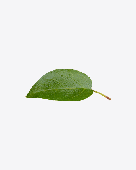 Apple Tree Leaf