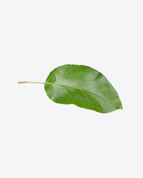 Apple Tree Leaf