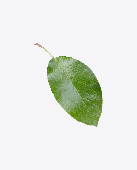 Apple Tree Leaf